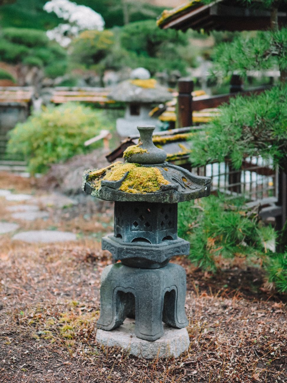 Zen rock garden with cedar trees in Kyoto